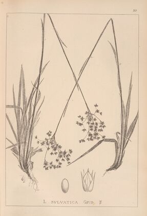 Herbier de la flore française Pl.1160