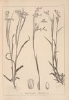 Herbier de la flore française Pl.1161