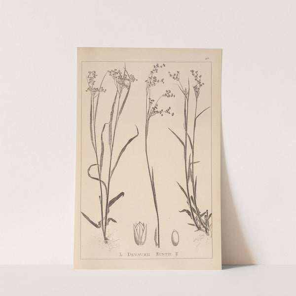 Herbier de la flore française Pl.1161 by Louis Antoine Cusin