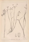 Herbier de la flore française Pl.1162