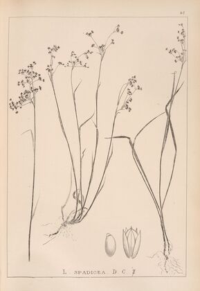 Herbier de la flore française Pl.1162