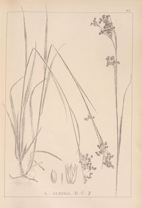 Herbier de la flore française Pl.1163