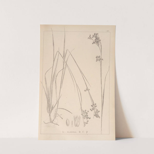 Herbier de la flore française Pl.1163 by Louis Antoine Cusin