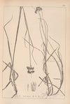 Herbier de la flore française Pl.1164