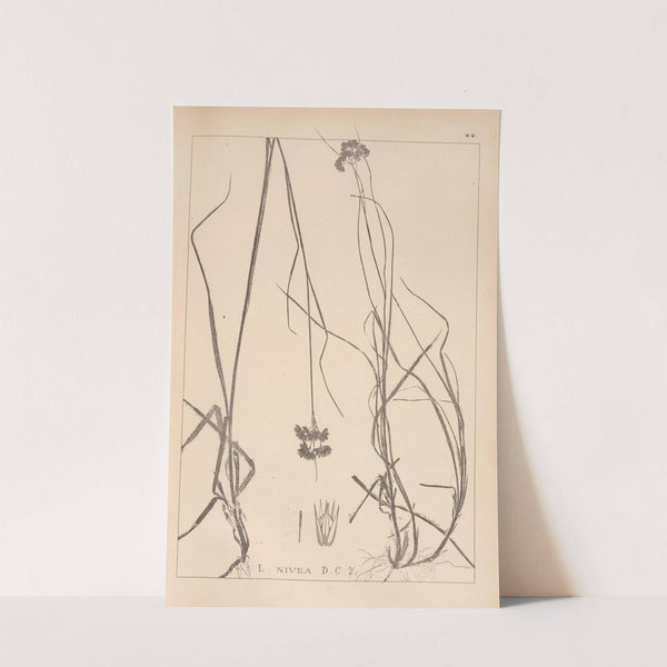 Herbier de la flore française Pl.1164 by Louis Antoine Cusin