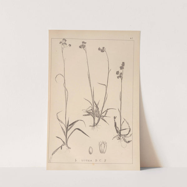 Herbier de la flore française Pl.1165 by Louis Antoine Cusin