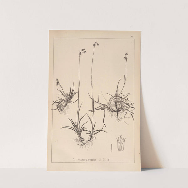 Herbier de la flore française Pl.1166 by Louis Antoine Cusin