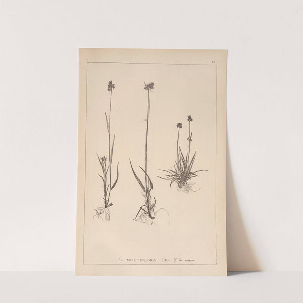 Herbier de la flore française Pl.1168 by Louis Antoine Cusin