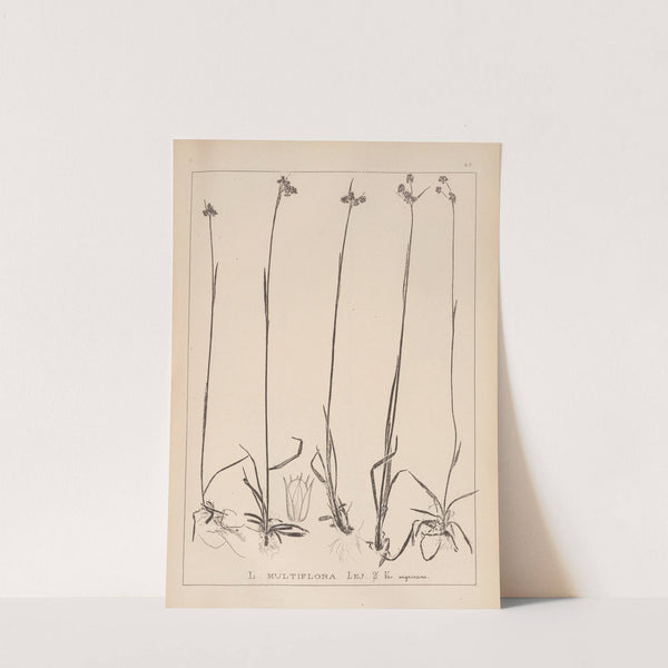 Herbier de la flore française Pl.1169 by Louis Antoine Cusin