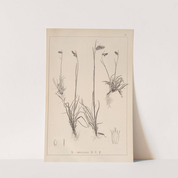 Herbier de la flore française Pl.1170 (1867-1876) by Louis Antoine Cusin