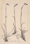 Herbier de la flore française Pl.1171