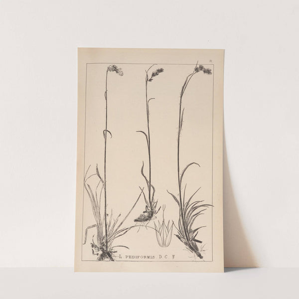 Herbier de la flore française Pl.1171 (1867-1876) by Louis Antoine Cusin