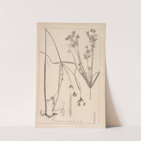 Herbier de la flore française Pl.1172 (1867-1876) by Louis Antoine Cusin
