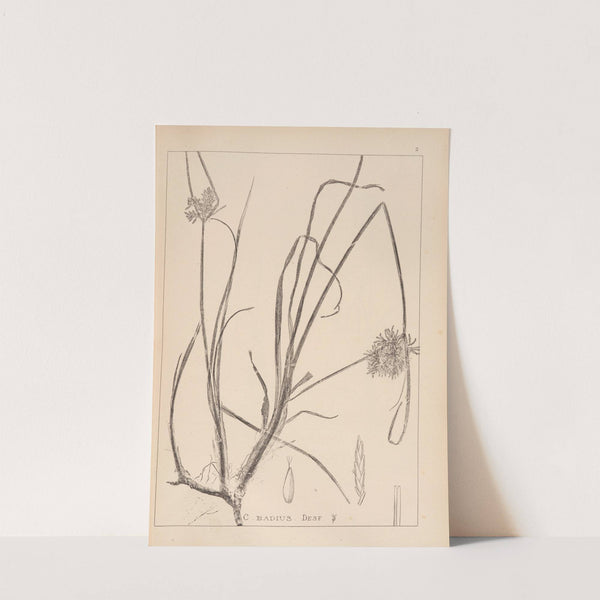 Herbier de la flore française Pl.1173 (1867-1876) by Louis Antoine Cusin