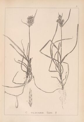 Herbier de la flore française Pl.1174