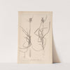 Herbier de la flore française Pl.1174 (1867-1876) by Louis Antoine Cusin