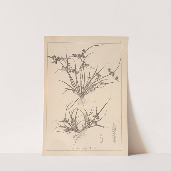 Herbier de la flore française Pl.1176 (1867-1876) by Louis Antoine Cusin