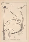 Herbier de la flore française Pl.1177