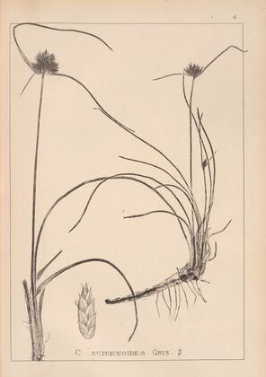 Herbier de la flore française Pl.1177