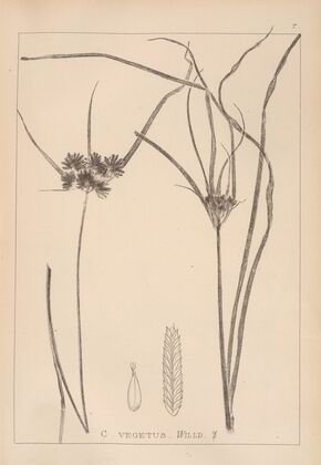 Herbier de la flore française Pl.1178