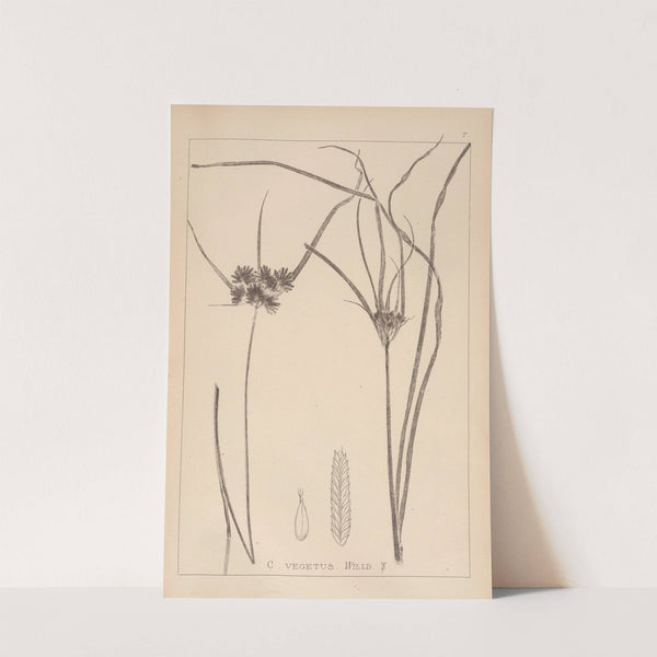 Herbier de la flore française Pl.1178 (1867-1876) by Louis Antoine Cusin