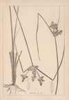 Herbier de la flore française Pl.1179