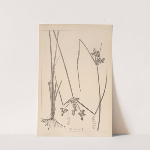 Herbier de la flore française Pl.1179 (1867-1876) by Louis Antoine Cusin