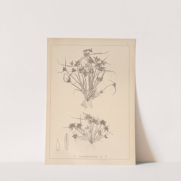Herbier de la flore française Pl.1180 (1867-1876) by Louis Antoine Cusin
