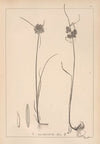 Herbier de la flore française Pl.1181