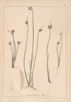 Herbier de la flore française Pl.1182
