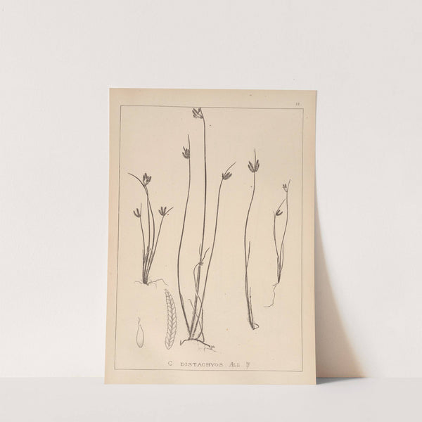 Herbier de la flore française Pl.1182 by Louis Antoine Cusin