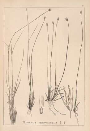 Herbier de la flore française Pl.1183