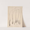 Herbier de la flore française Pl.1183 (1867-1876) by Louis Antoine Cusin