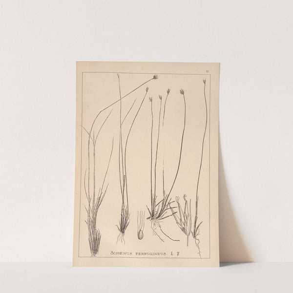 Herbier de la flore française Pl.1183 (1867-1876) by Louis Antoine Cusin