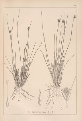 Herbier de la flore française Pl.1184