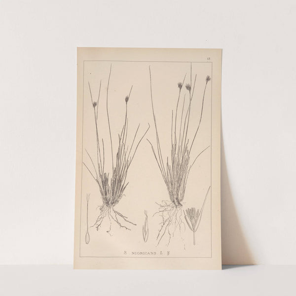 Herbier de la flore française Pl.1184 by Louis Antoine Cusin