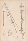 Herbier de la flore française Pl.1185