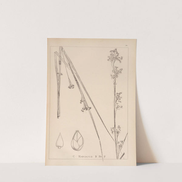 Herbier de la flore française Pl.1185 by Louis Antoine Cusin