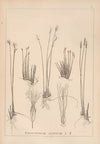 Herbier de la flore française Pl.1186