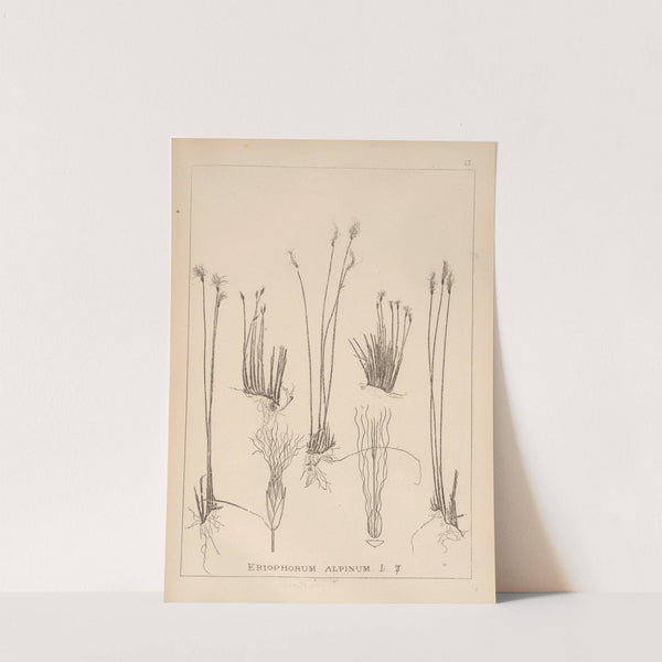 Herbier de la flore française Pl.1186 by Louis Antoine Cusin