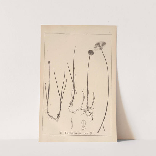 Herbier de la flore française Pl.1187 by Louis Antoine Cusin