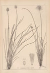 Herbier de la flore française Pl.1188