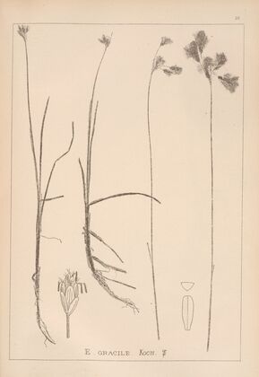Herbier de la flore française Pl.1189