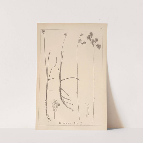 Herbier de la flore française Pl.1189 by Louis Antoine Cusin