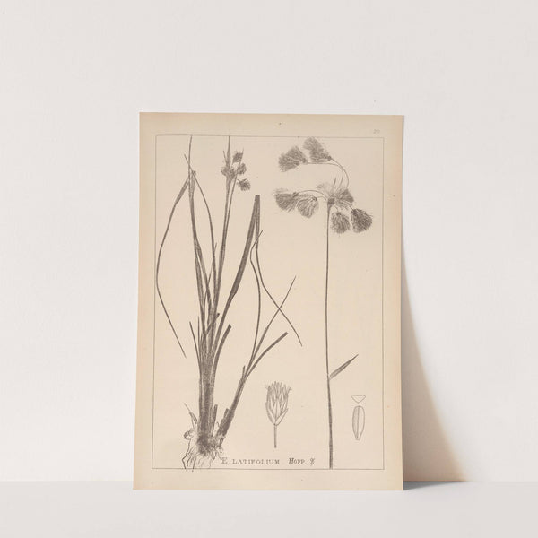 Herbier de la flore française Pl.1191 by Louis Antoine Cusin