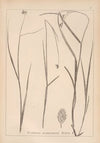 Herbier de la flore française Pl.1192