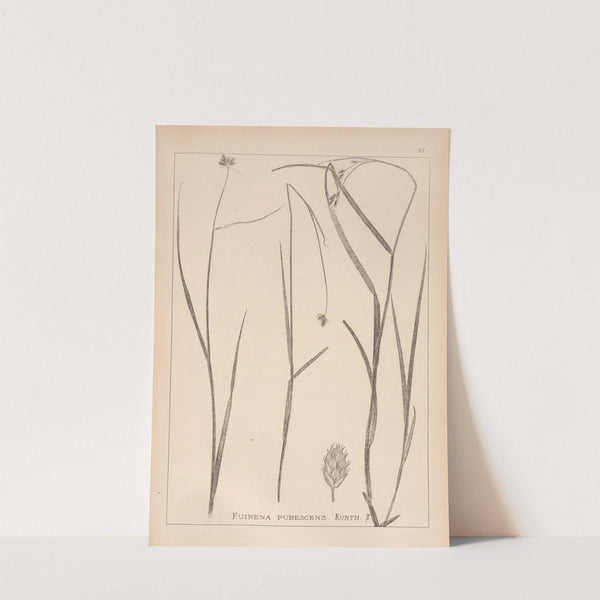 Herbier de la flore française Pl.1192 by Louis Antoine Cusin