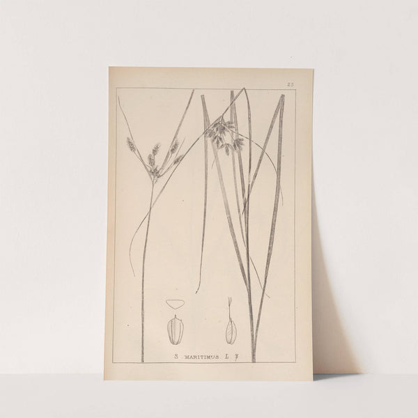 Herbier de la flore française Pl.1196 by Louis Antoine Cusin