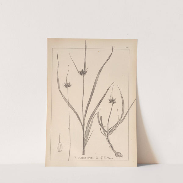 Herbier de la flore française Pl.1197 by Louis Antoine Cusin
