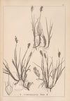 Herbier de la flore française Pl.1198